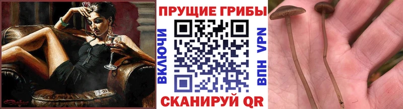 Галлюциногенные грибы Psilocybe  Жуковский 
